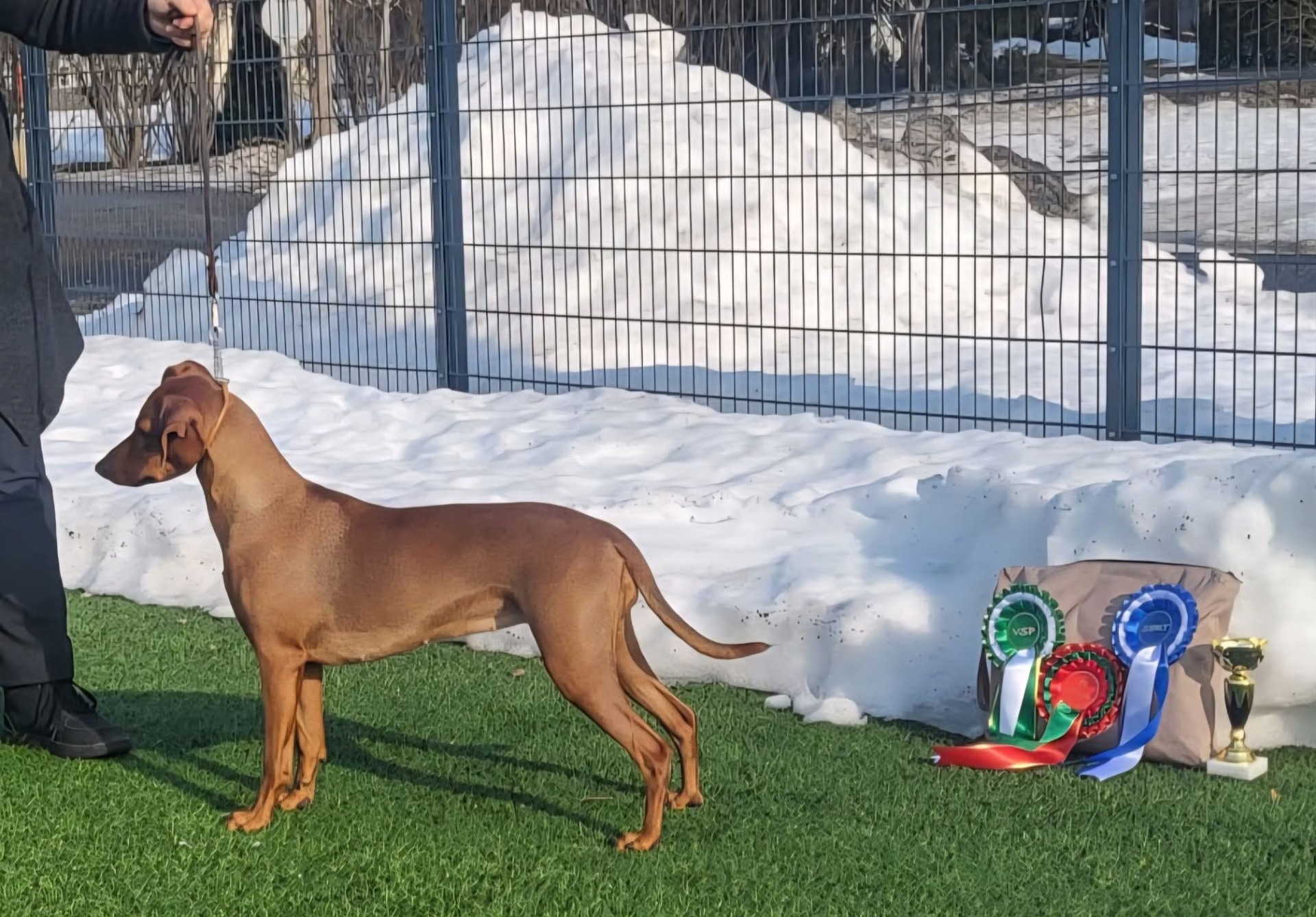 Biguanel Irmeli for Yippis Angels PN1 SERT VSP > FI MVA Leppävirralla 15.3.26